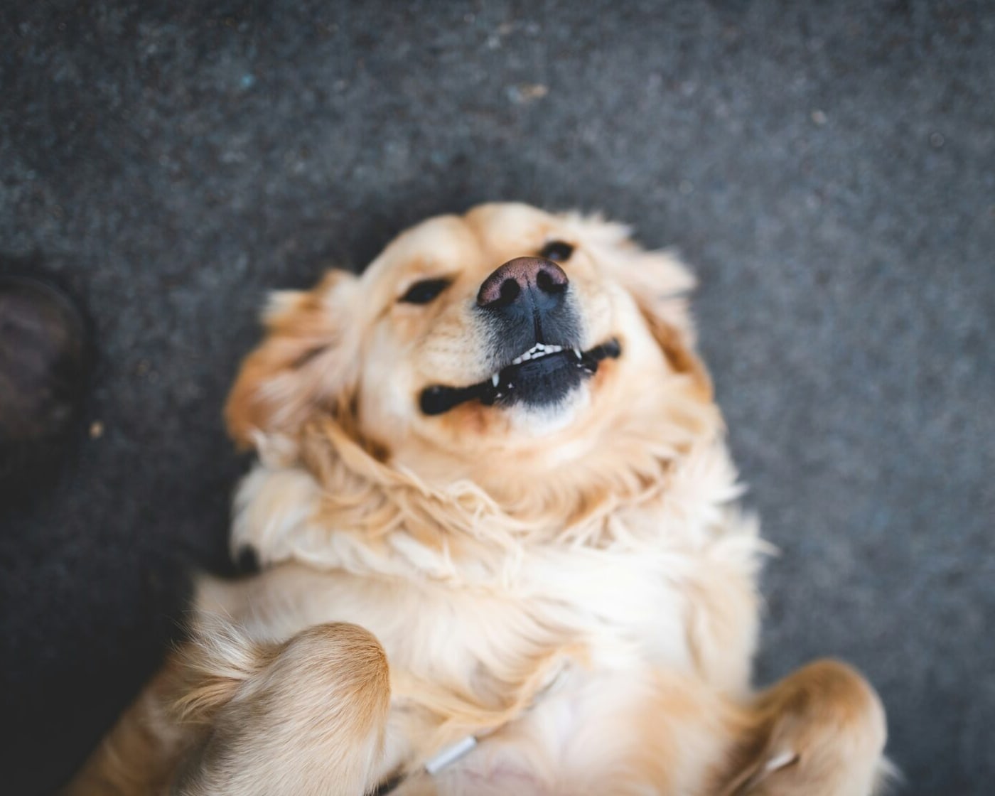 Cão feliz no abrigo, representando a ajuda ao CAPA