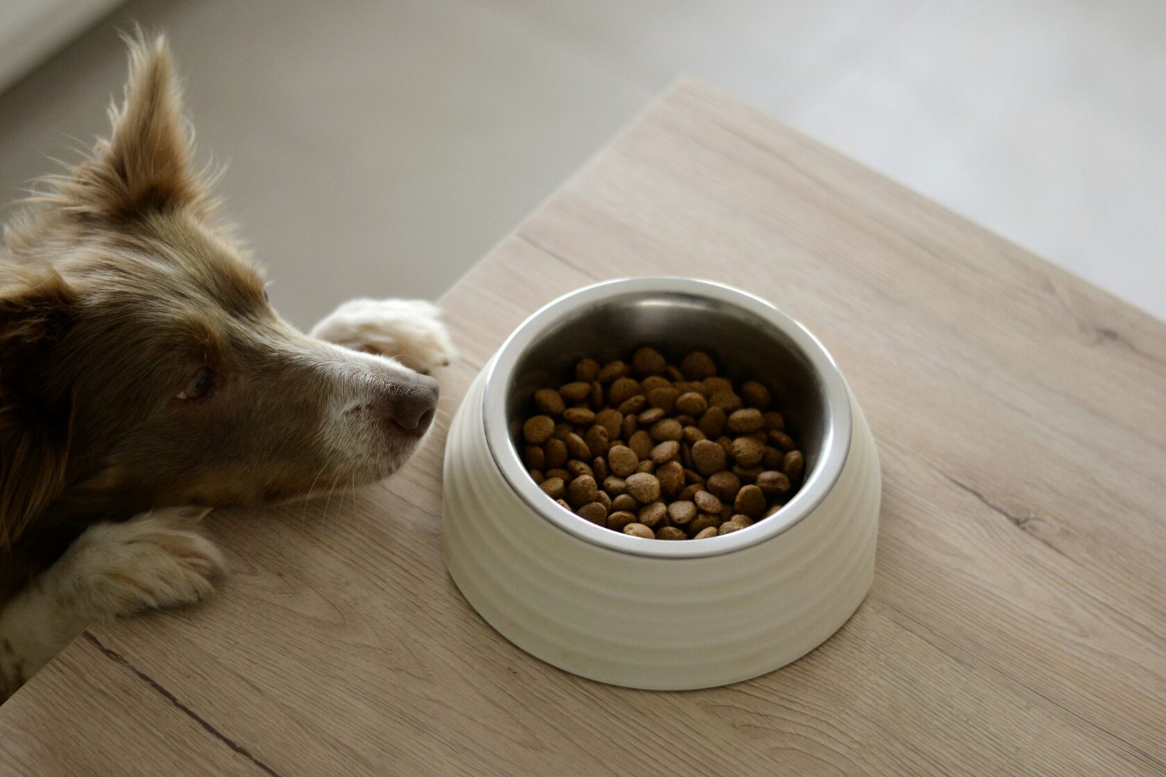 Voluntário com um cão do abrigo