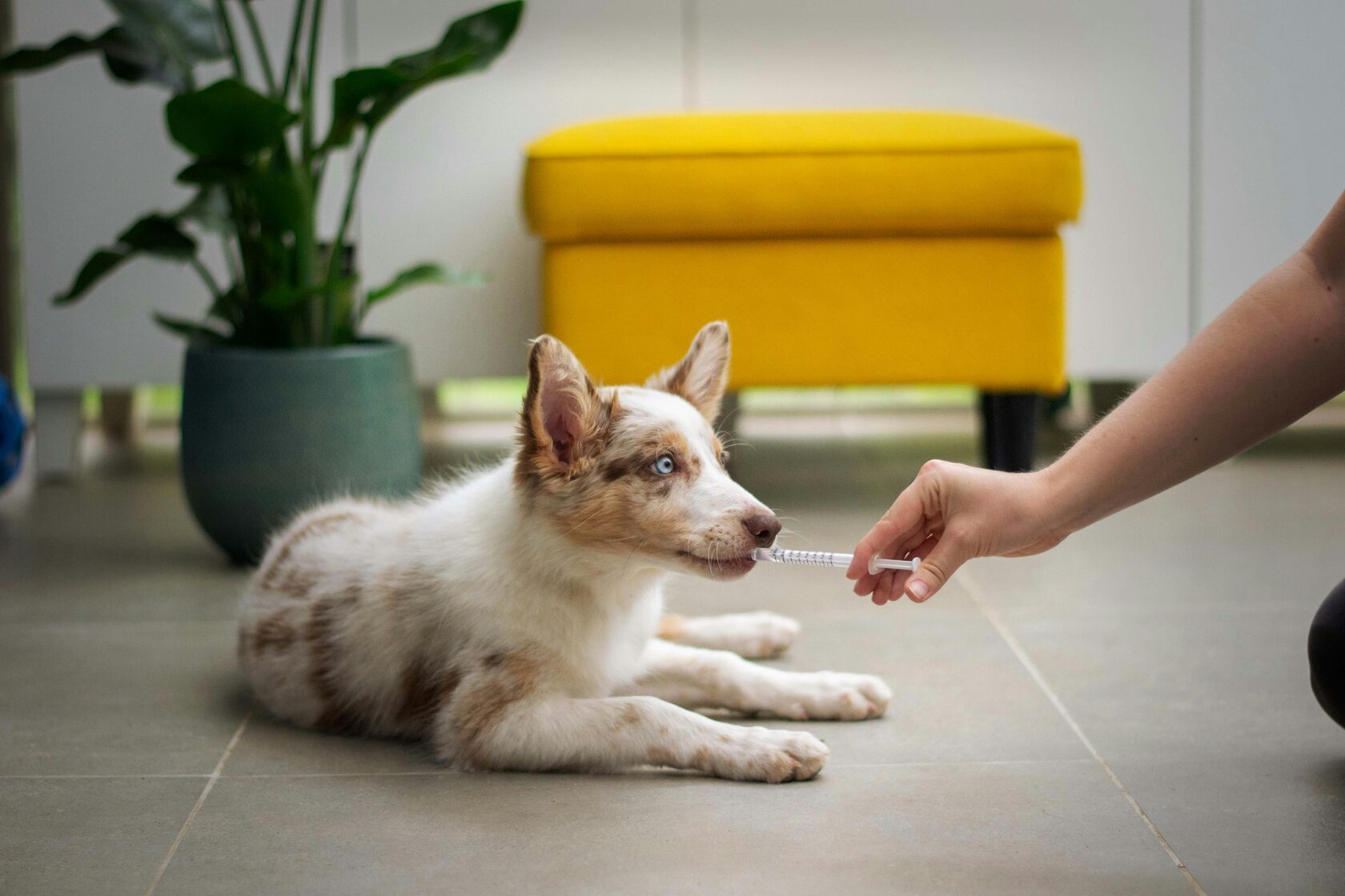 Voluntária a passear um cão do CAPA