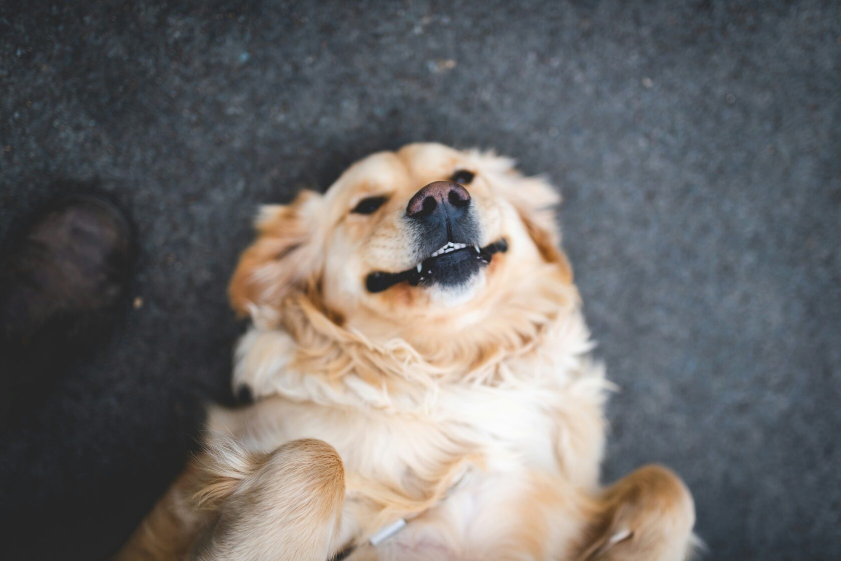 Voluntários a cuidar dos cães no abrigo do CAPA