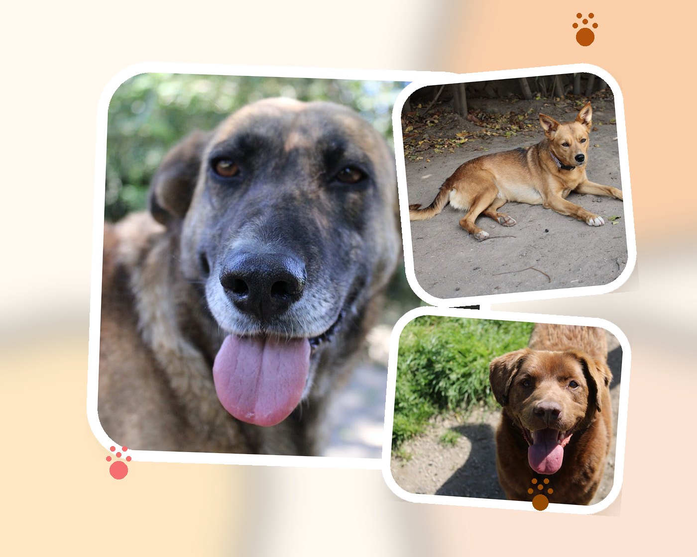 Colagem de cães do CAPA Póvoa de Lanhoso disponíveis para adoção