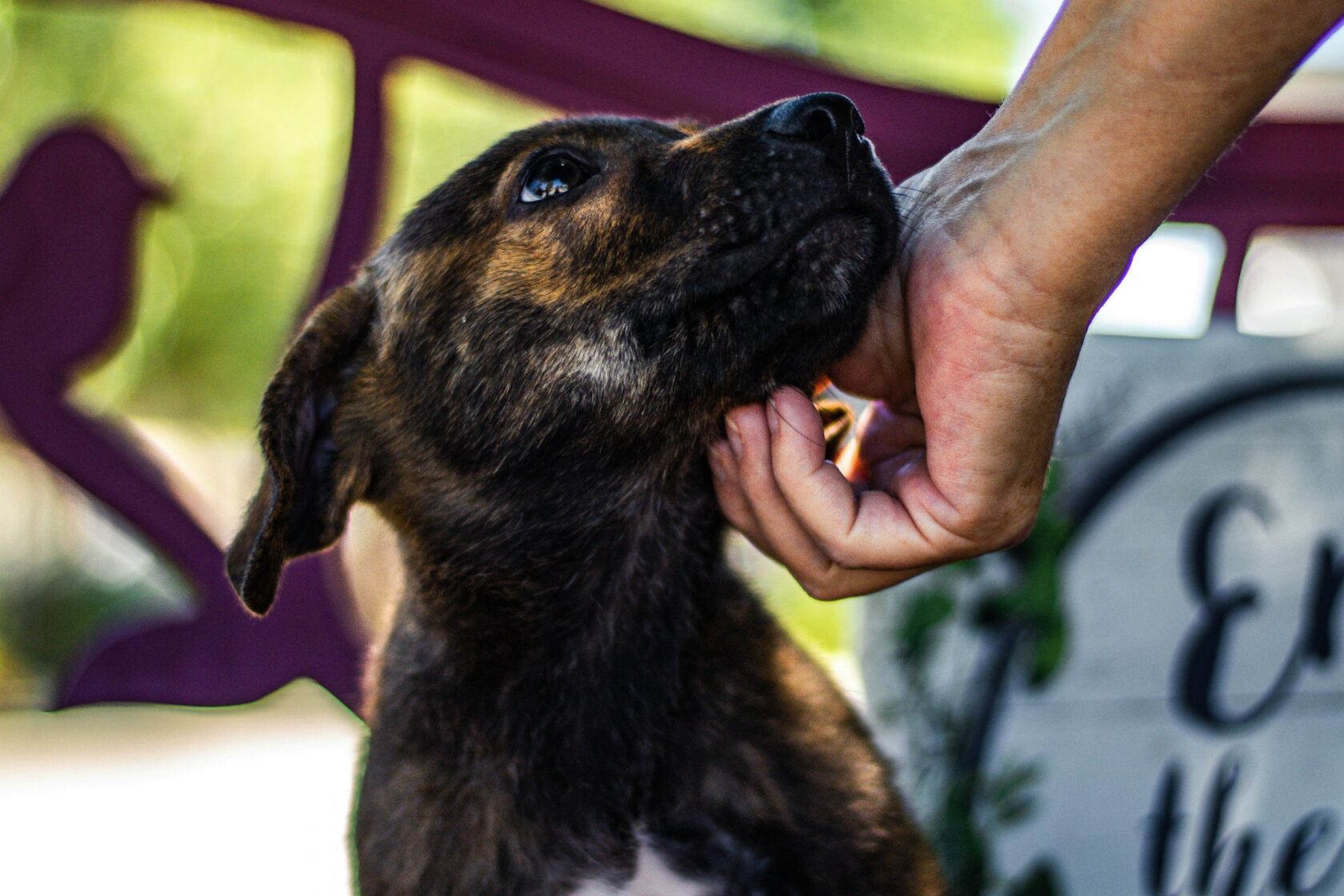 Cão do abrigo CAPA a receber carinho
