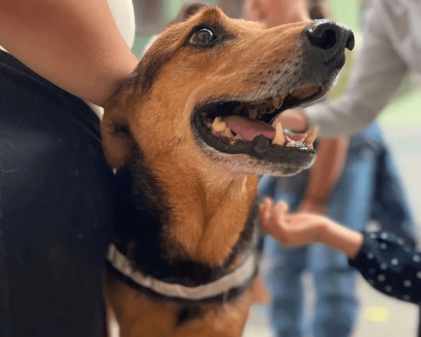 Cão acolhido pelo CAPA a receber carinho de voluntários