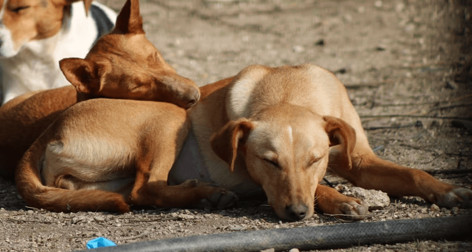 Cães acolhidos pelo CAPA a descansar no abrigo